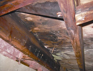 mold and rot in a Dayton crawl space